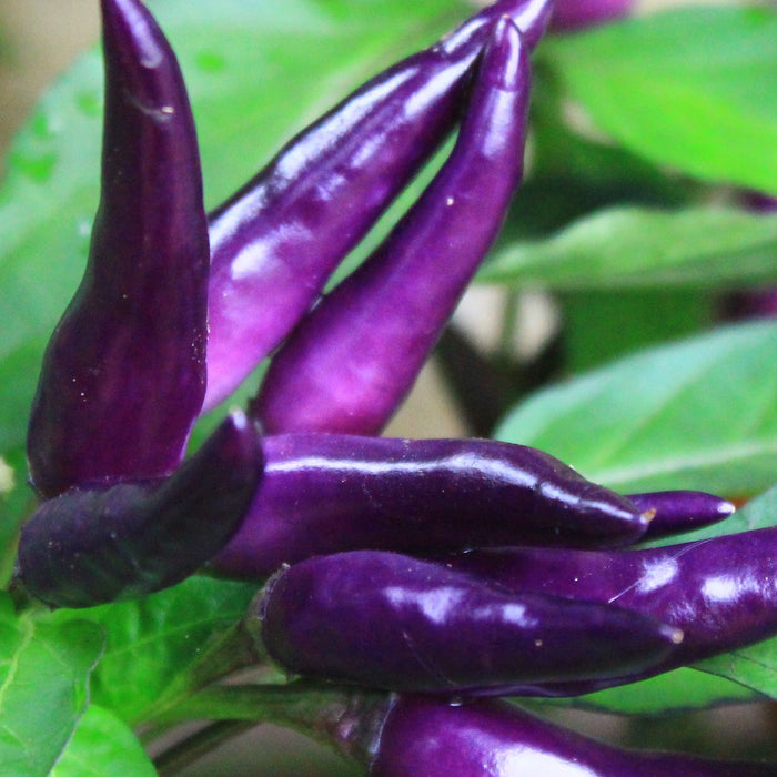 Chilli 'Gusto Purple'
