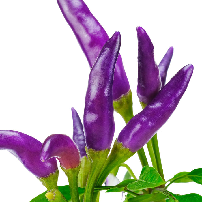 Chilli 'Gusto Purple'