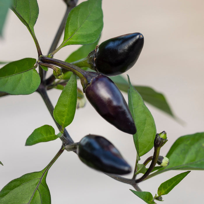 Chilli 'Gusto Purple'