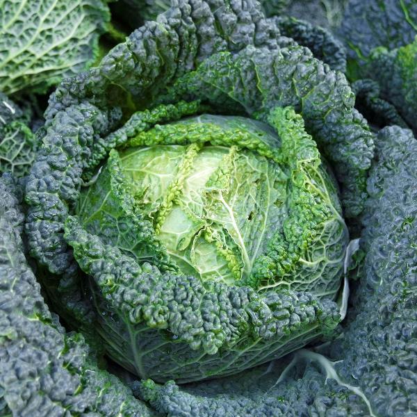 AcquaGarden Cabbage 'Savoy'