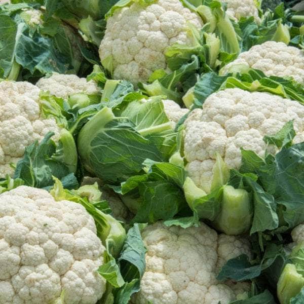 AcquaGarden Cauliflower 'Maystar'