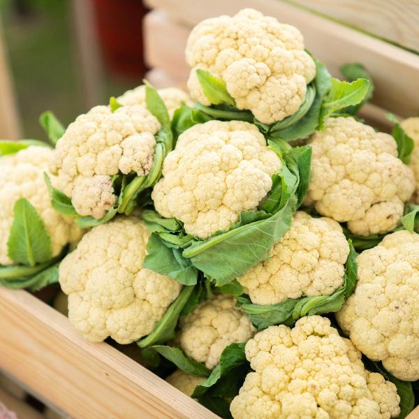 AcquaGarden Cauliflower 'White Excel'