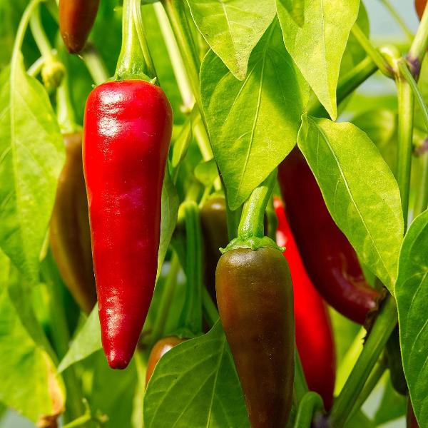 AcquaGarden Chilli 'Apache'