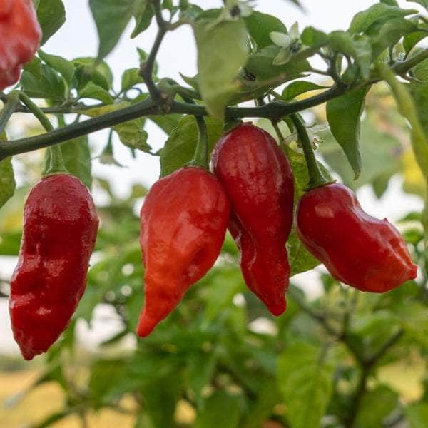 AcquaGarden Chilli 'Bhut Jolokia'