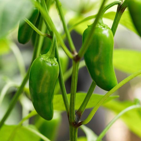 AcquaGarden Chilli 'Jalapeno'