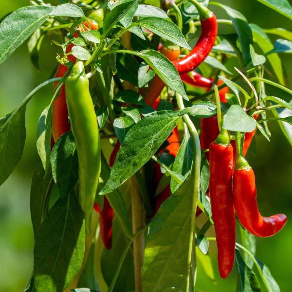 AcquaGarden Chilli 'Joker'