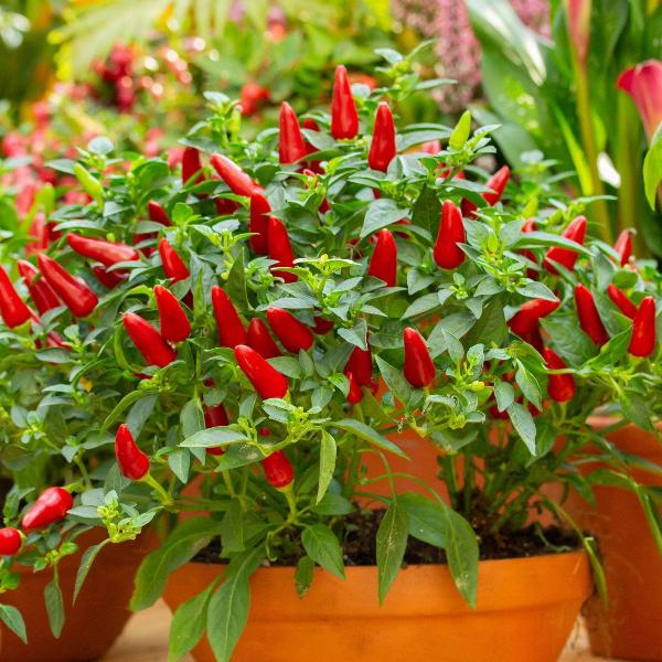 AcquaGarden Chilli 'Prairie Fire'
