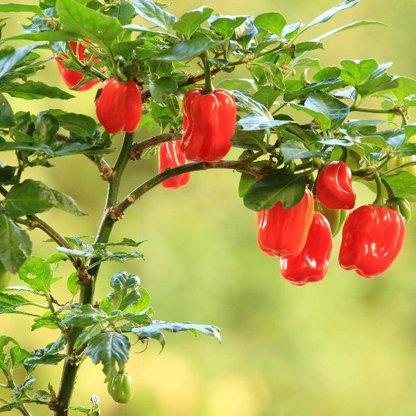 AcquaGarden Chilli 'Scotch Bonnet'
