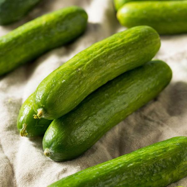 AcquaGarden Cucumber 'Mini Petita'