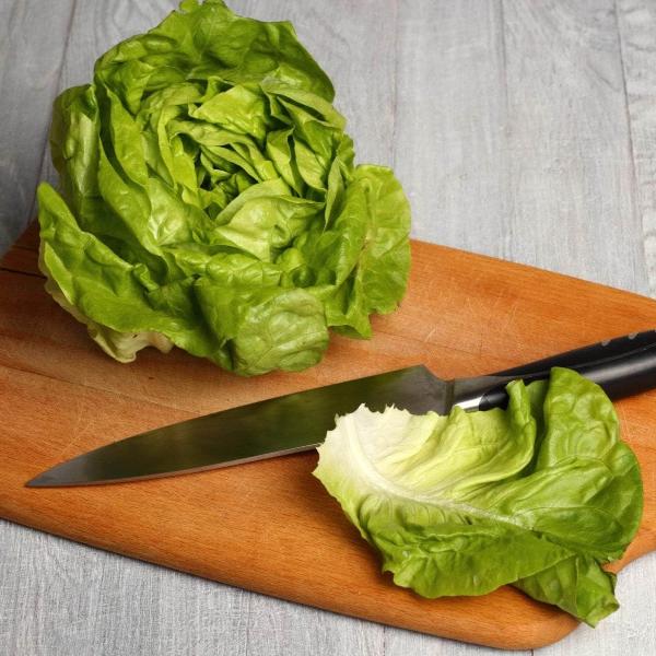 AcquaGarden Lettuce 'Butterhead'