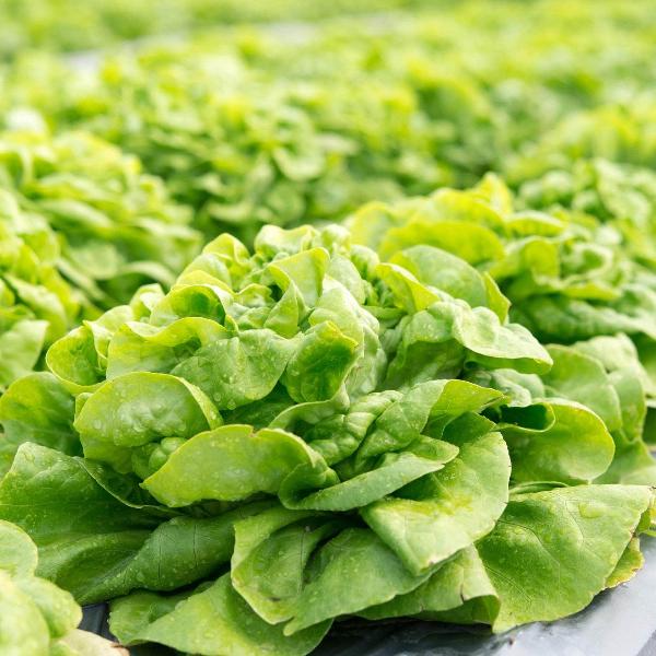 AcquaGarden Lettuce 'Butterhead'