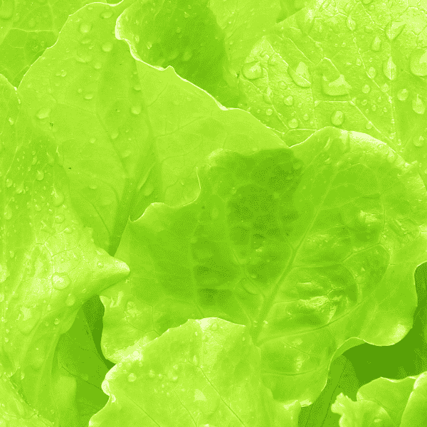 AcquaGarden Lettuce 'Butterhead'