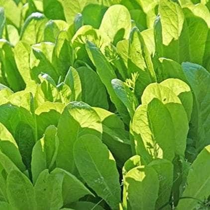 AcquaGarden Lettuce 'Cut and Come Again’