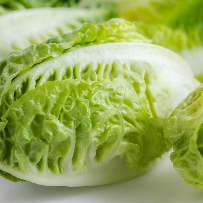 AcquaGarden Lettuce 'Little Gem'