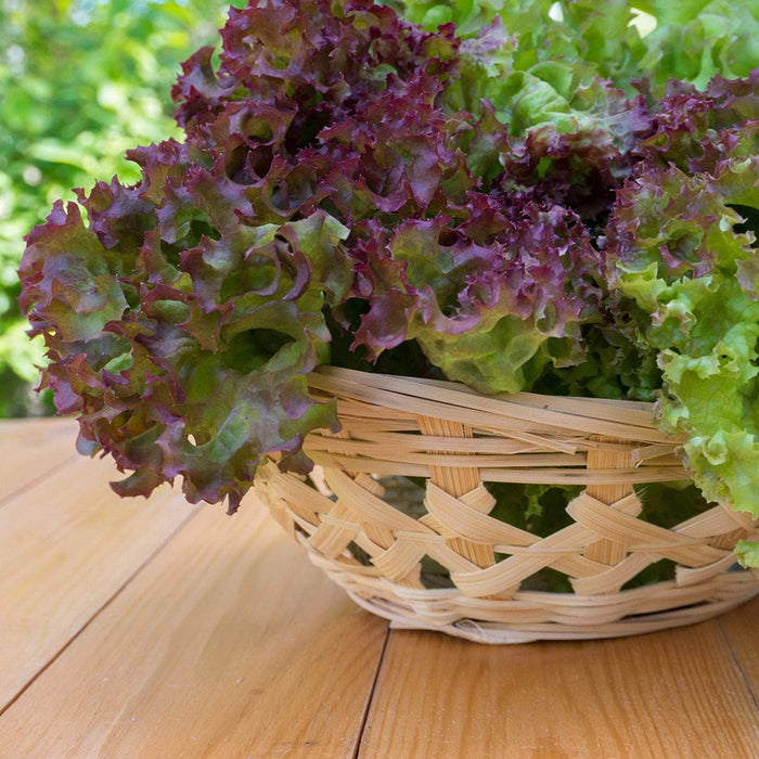 AcquaGarden Lettuce 'Lollo Rosso’