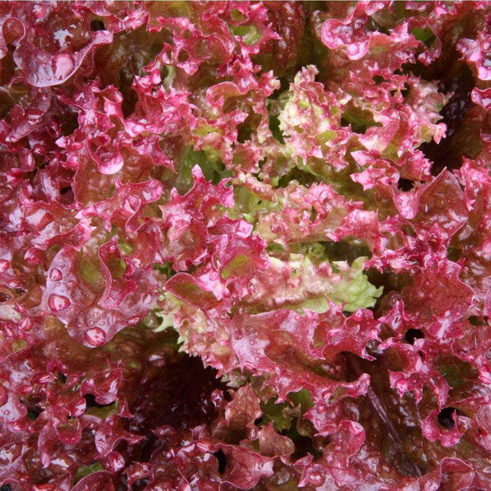 AcquaGarden Lettuce 'Lollo Rosso’