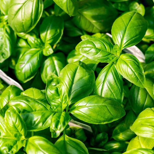 AcquaGarden Outdoor Plants Basil 'Sweet Genovese'