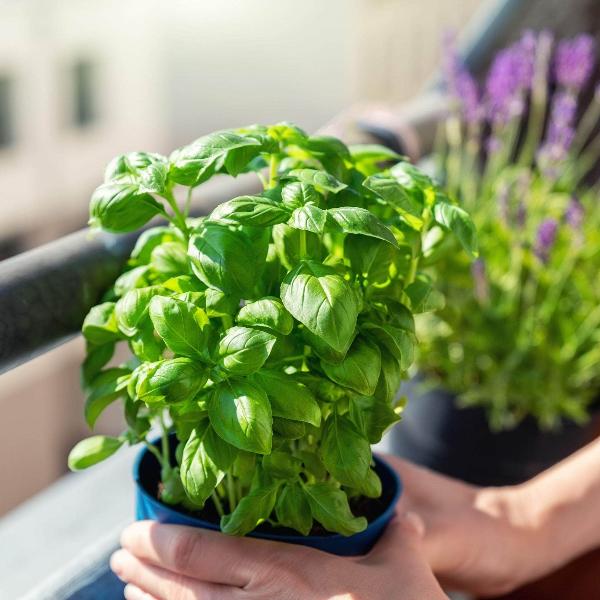 AcquaGarden Outdoor Plants Basil 'Sweet Genovese'