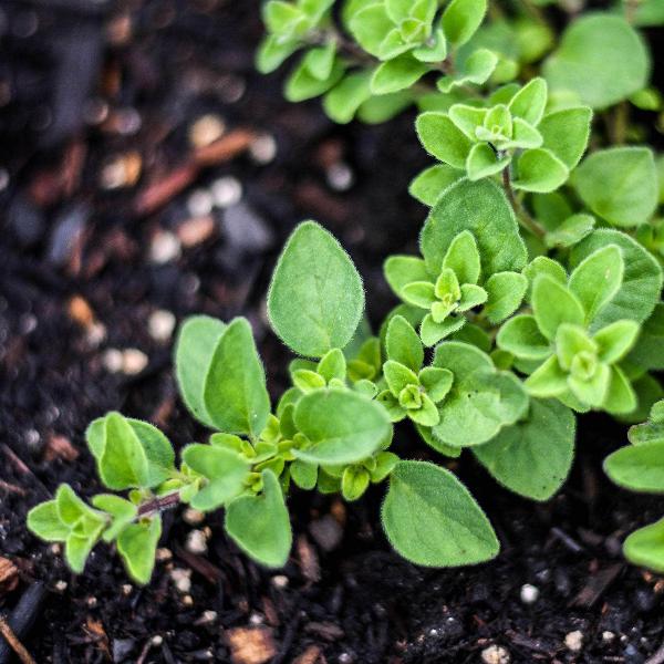 AcquaGarden Outdoor Plants Oregano