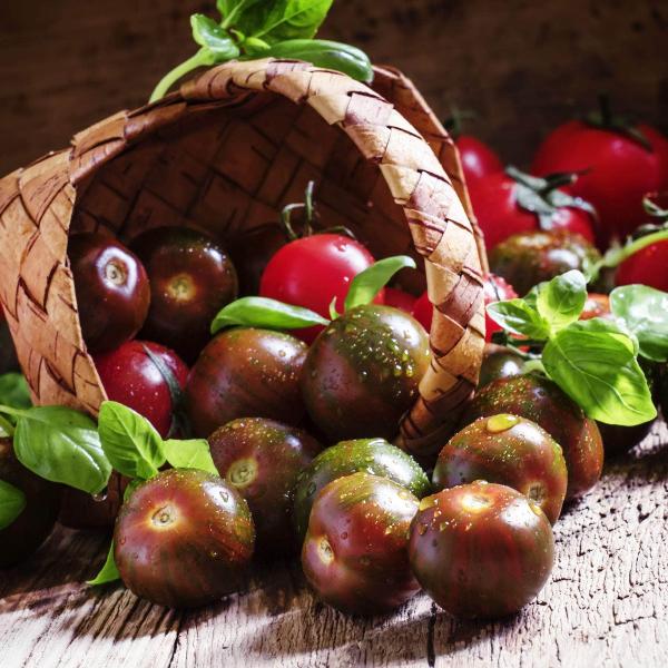 AcquaGarden Tomato 'Black Cherry'