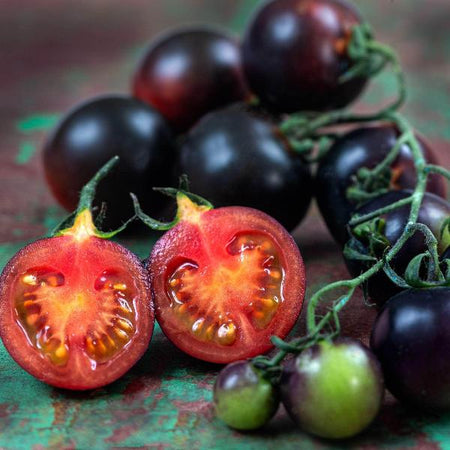 AcquaGarden Tomato 'Black Cherry'
