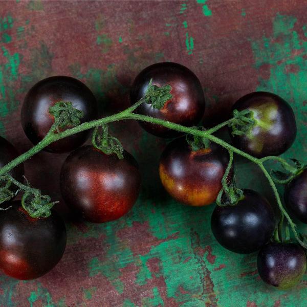 AcquaGarden Tomato 'Black Cherry'