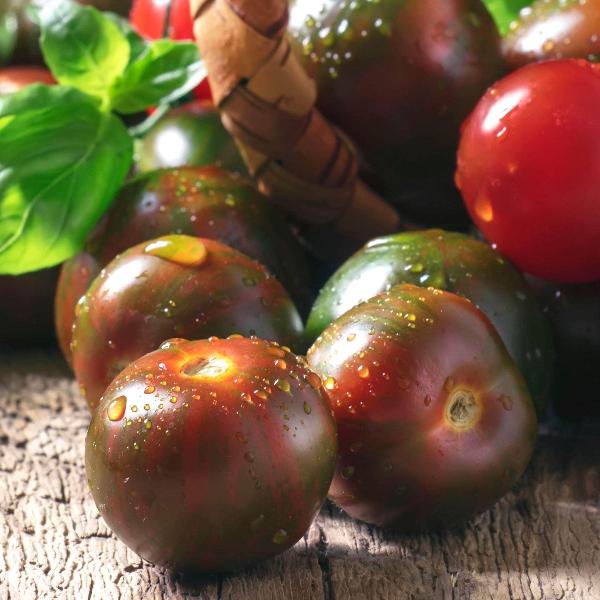 AcquaGarden Tomato 'Black Cherry'