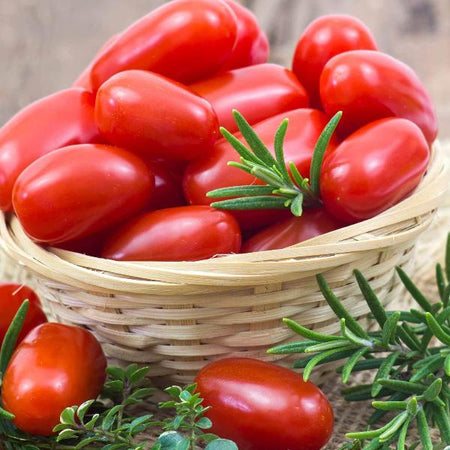 AcquaGarden Tomato 'Plum Roma’