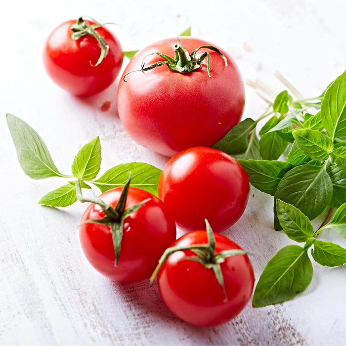 AcquaGarden Tomato 'Red Alert'