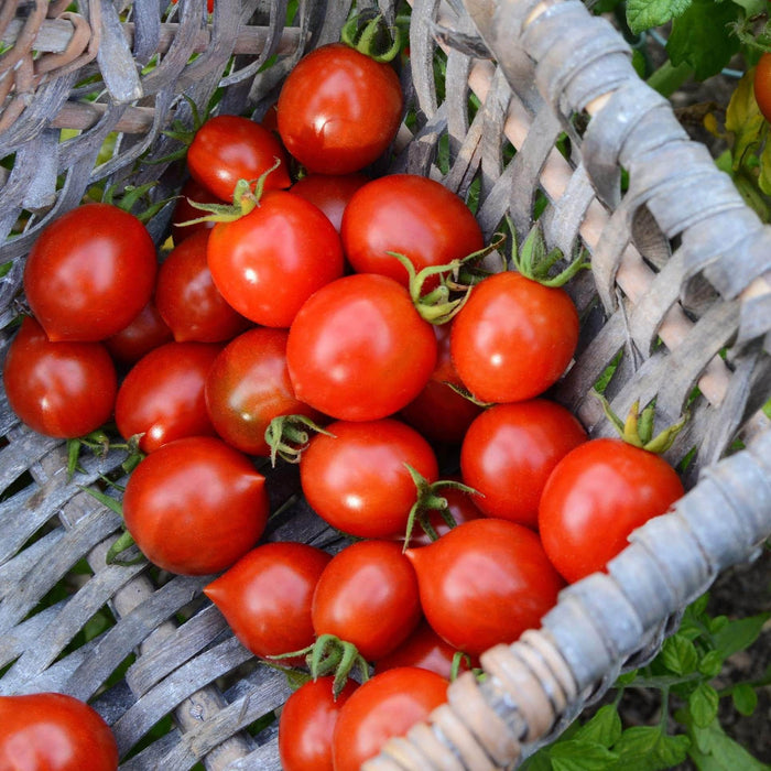 AcquaGarden Tomato 'Red Alert'