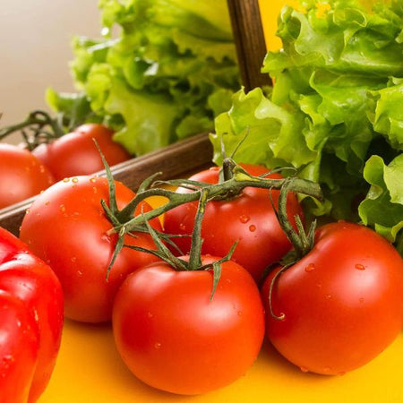 AcquaGarden Tomato 'Shirley’