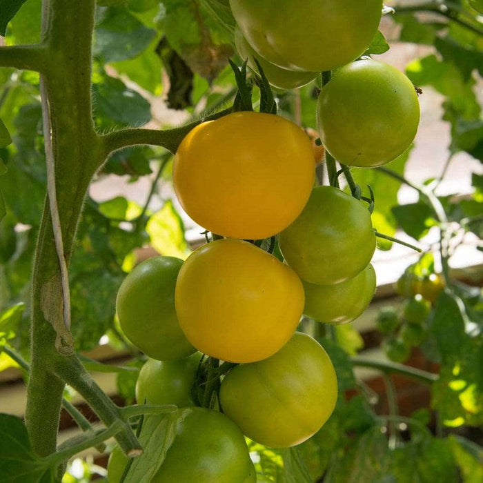 AcquaGarden Tomato 'Sun Baby'