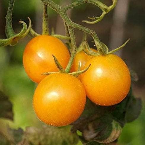 AcquaGarden Tomato 'Sun Baby'