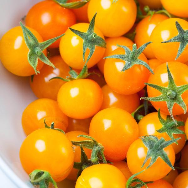 AcquaGarden Tomato 'Sun Baby'