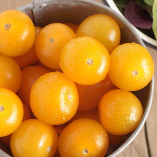 AcquaGarden Tomato 'Sun Baby'