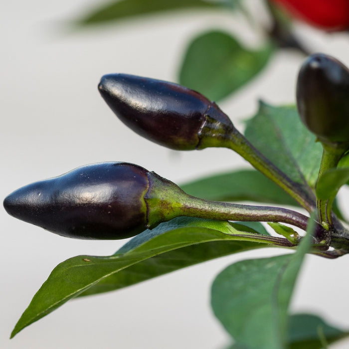 Chilli 'Gusto Purple'