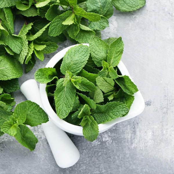 Herb Plants