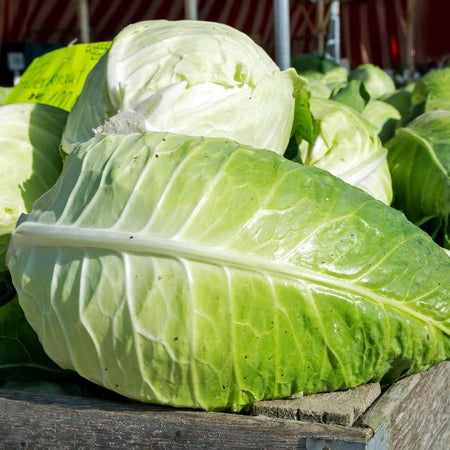 AcquaGarden Cabbage 'Durham Early'