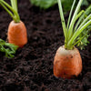 AcquaGarden Carrot 'Chanteney’