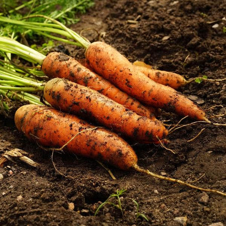 AcquaGarden Carrot 'Chanteney’