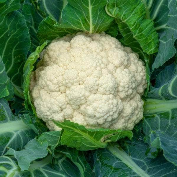 AcquaGarden Cauliflower 'Maystar'