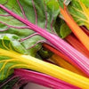 AcquaGarden Chard 'Rainbow'
