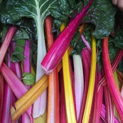 AcquaGarden Chard 'Rainbow'