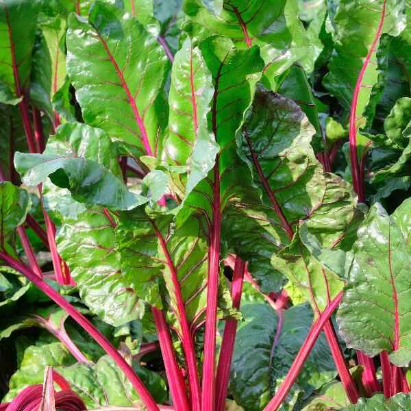 AcquaGarden Chard 'Rainbow'