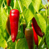 AcquaGarden Chilli 'Apache'