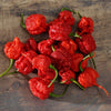 AcquaGarden Chilli 'Carolina Reaper'