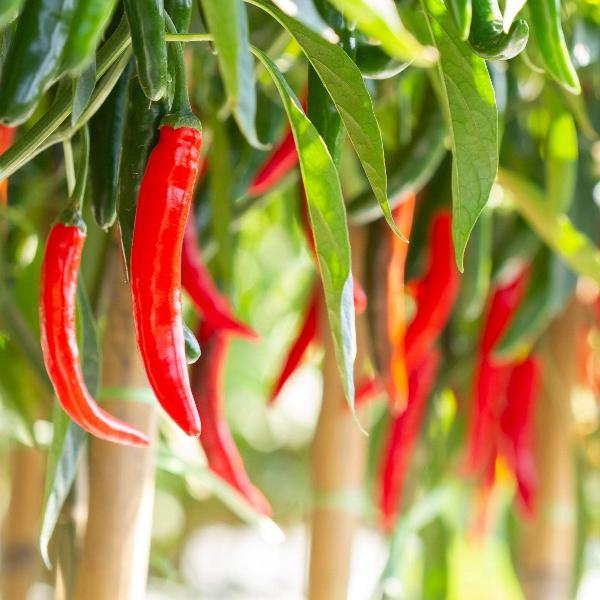 AcquaGarden Chilli 'Cayenne'