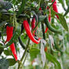 AcquaGarden Chilli 'Joker'