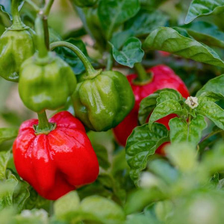 AcquaGarden Chilli 'Scotch Bonnet'