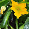 AcquaGarden Courgette 'Ambassador’
